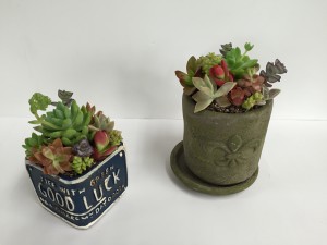 多肉寄せ植えmain